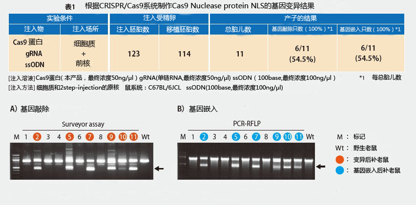 Cas9基因组编辑工具