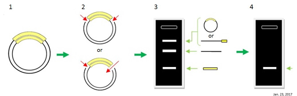 长单链DNA（ssDNA）制备试剂盒