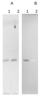流感研究抗体 Anti Siaα2-3 单克隆抗体（HYB4）