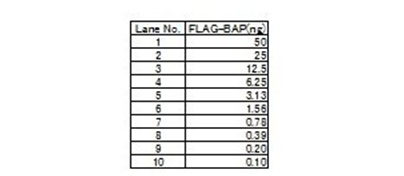 免疫印迹用化学发光试剂ImmunoStar® 系列
