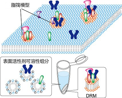 UltraRIPA 脂筏提取缓冲液套装