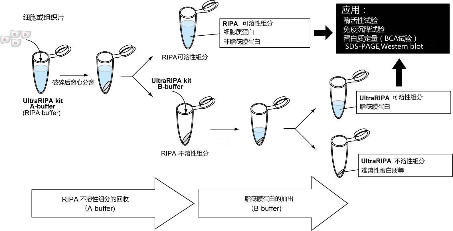 UltraRIPA 脂筏提取缓冲液套装