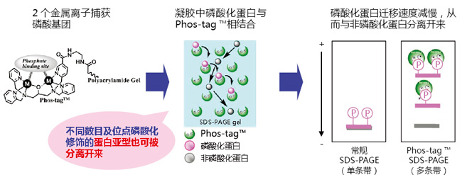 Phos-tag™ 琼脂糖