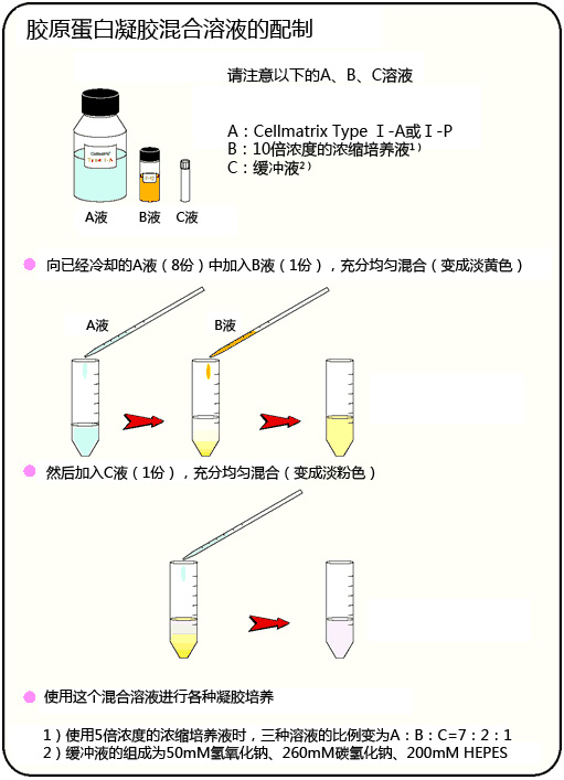 组织培养用胶原蛋白