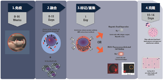 杂交瘤细胞筛选与克隆（DiSH™ Kit）