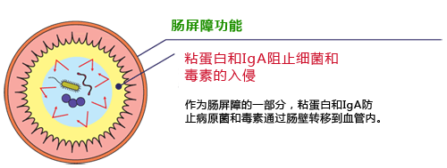 粘蛋白检测试剂盒