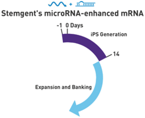 microRNA增强试剂盒
