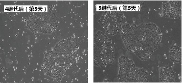 StemSure® hPSC培养基△