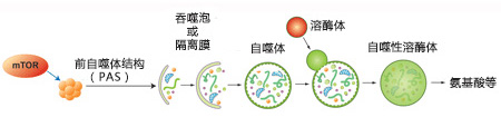 CYTO-ID® 自噬检测试剂盒