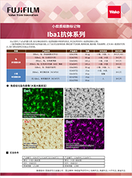 鼠源Iba1抗体，无标签，单克隆抗体（NCNP24）