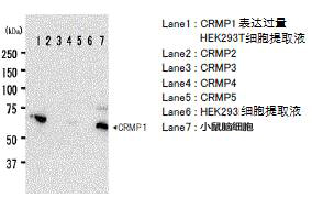 抗CRMP1，仓鼠单克隆抗体（2E7G）