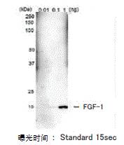 抗FGF1，单克隆抗体（mAb1）