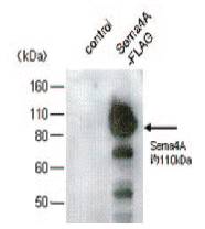 抗小鼠Sema4A，单克隆抗体