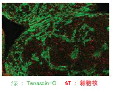 抗人肌腱蛋白-C，大鼠单克隆抗体