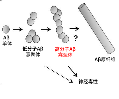 高分子β-淀粉样蛋白寡聚体 ELISA试剂盒Wako