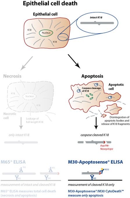 细胞凋亡M30 Apoptosense® ELISA试剂盒