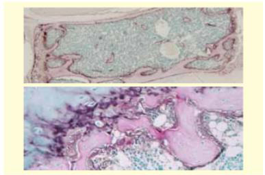TRAP/ALP染色试剂盒
