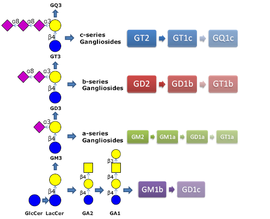 神经节苷脂类糖 GA2, aGM2 / Ganglioside sugar / asialo GM2 / GA2