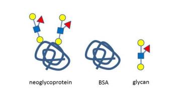 乳糖二岩藻糖四糖-BSA , Lactodifucotetraose linked to BSA