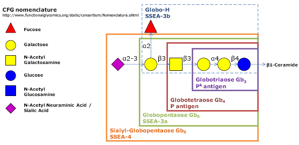 阶段特异性胚胎抗原3b, Globo-H hexaose