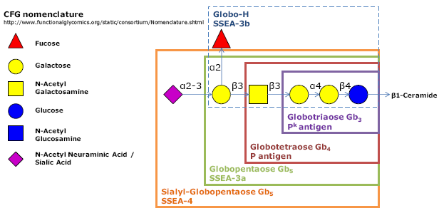 Globo-H六糖-BSA, Globo-H hexaose