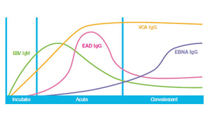 Epstein-Barr Virus  | Bio-Rad Laboratories