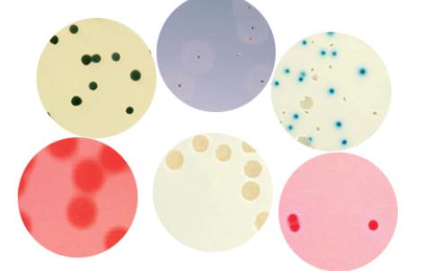 Sabouraud + Actidione + Chloramphenicol Agar | Bio-Rad Laboratories