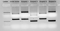 Crime Scene Investigator PCR Basics Kit | Bio-Rad Laboratories
