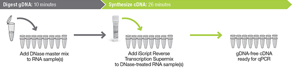 iScript™ gDNA Clear cDNA Synthesis Kit  | Bio-Rad Laboratories