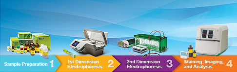 2-D Electrophoresis Workflow | Bio-Rad Laboratories