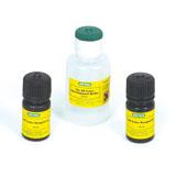 Immun-Blot® AP 比色试剂盒 | Bio-Rad Laboratories