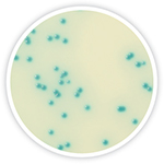 RAPID'Listeria spp. Medium | Bio-Rad Laboratories