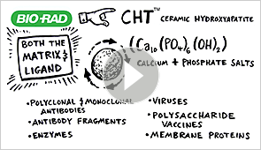 CHT Ceramic Hydroxyapatite Type I Media | Bio-Rad Laboratories