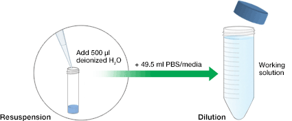 Nuclear Staining Dyes | Bio-Rad Laboratories