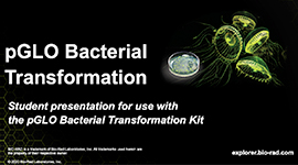 pGLO Bacterial Transformation Kit | Bio-Rad Laboratories