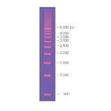 Mini-Sub Cell GT Cell | Bio-Rad Laboratories