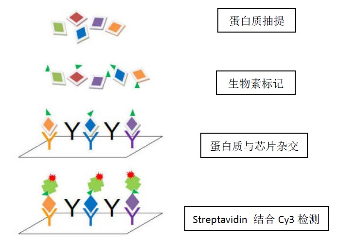 IGF-IR 信号通路磷酸化抗体芯片（PIR245）
