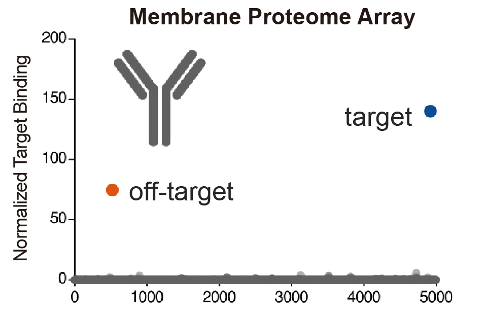 膜蛋白芯片：抗体药物特异性鉴定
