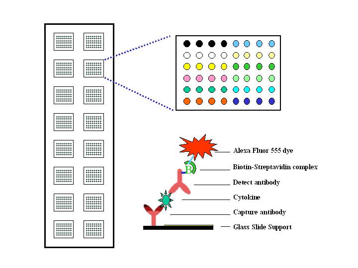 人类血管生成因子抗体芯片 (QAH-ANG-1、QAH-ANG-2、QAH-ANG-3）