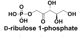D-ribulose 1-phosphate