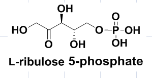 L-ribulose 5-phosphate