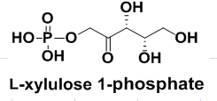 L-xylulose 1-phosphate