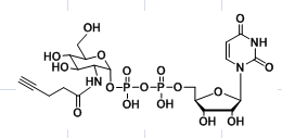 UDP-2-alkynyl-GlcNAc