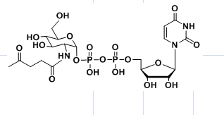 UDP-2-carbonyl-GlcNAc