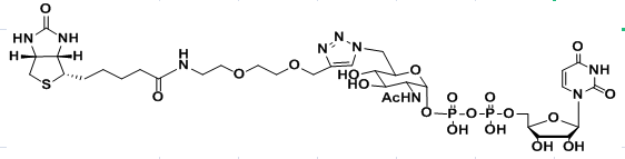 UDP-6-Biotinyl-GlcNAc