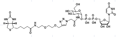 UDP-2-Biotinyl-GlcNAc