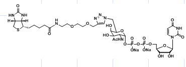 UDP-6-Biotinyl-GalNAc
