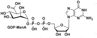 GDP-MA