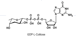 GDP-L-Colitose