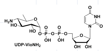 UDP-VioNH2